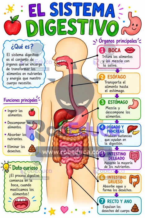 Poster Escolar del sistema digestivo